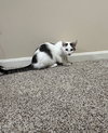 Laney - Photo 2