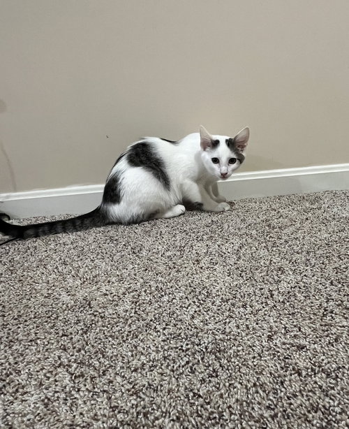 LANEY - Domestic Short Hair available for adoption