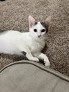 Laney - Photo 3