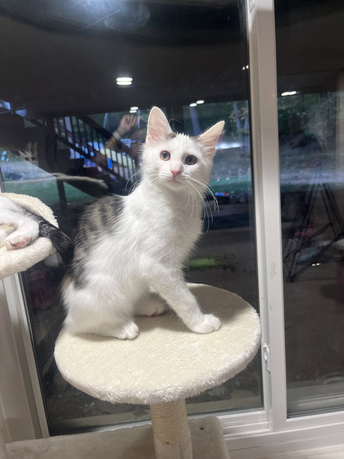 picture of the cat needing adoption