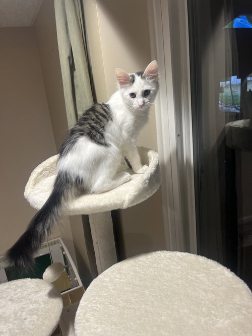 COWBOY - Domestic Medium Hair available for adoption