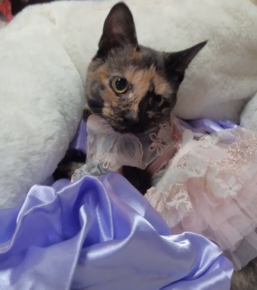 picture of the cat needing adoption
