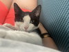 Harvey - Photo 3