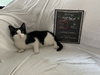 Harvey - Photo 1