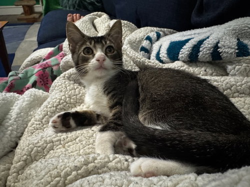 picture of the cat needing adoption