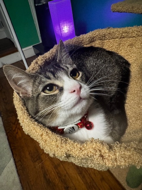 LAYLA - Tabby / Domestic Short Hair available for adoption