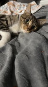 Peach - Photo 1