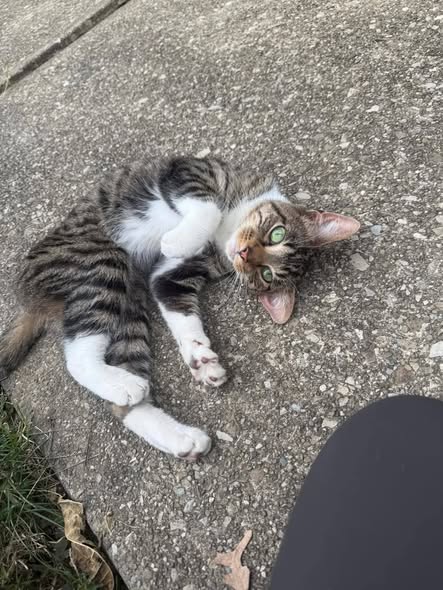 PEACH - Domestic Short Hair / Tabby available for adoption