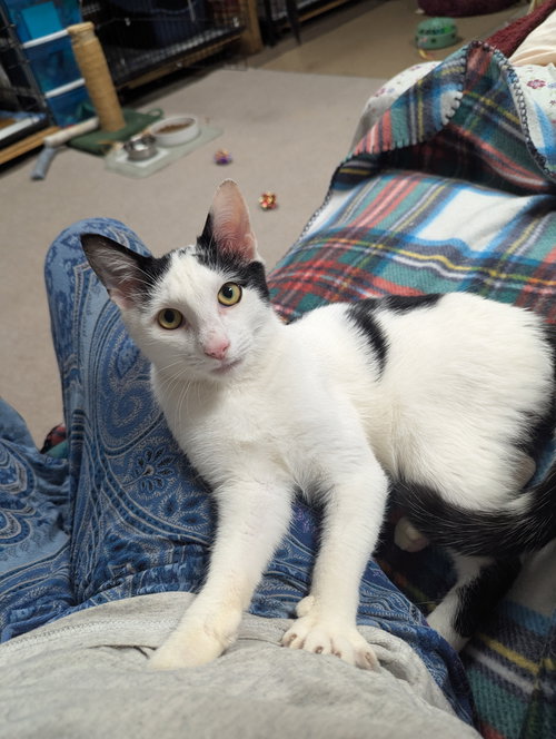 picture of the cat needing adoption