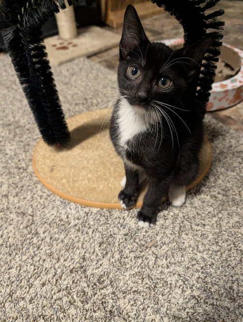 picture of the cat needing adoption
