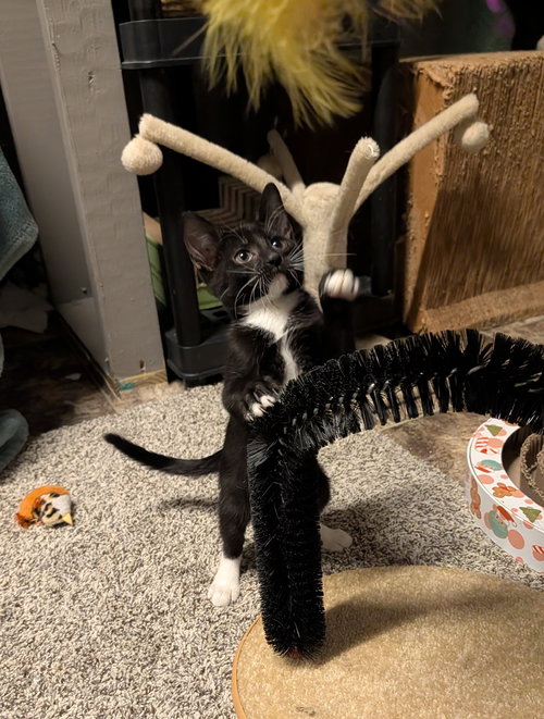 HERSHEY - Domestic Short Hair / Tuxedo available for adoption