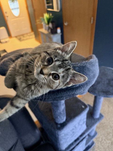 MILLIE - Domestic Short Hair / Tabby available for adoption