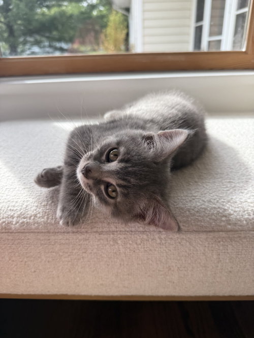 Photo 4 of Moose