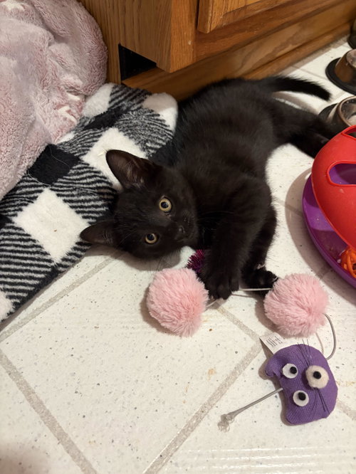 Noah, an adoptable Domestic Short Hair in Mentor, OH
