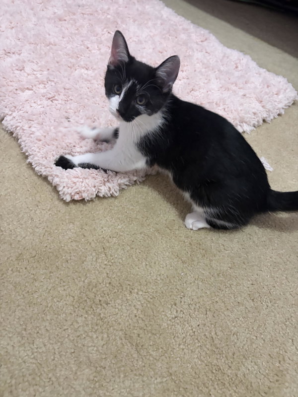 Maya