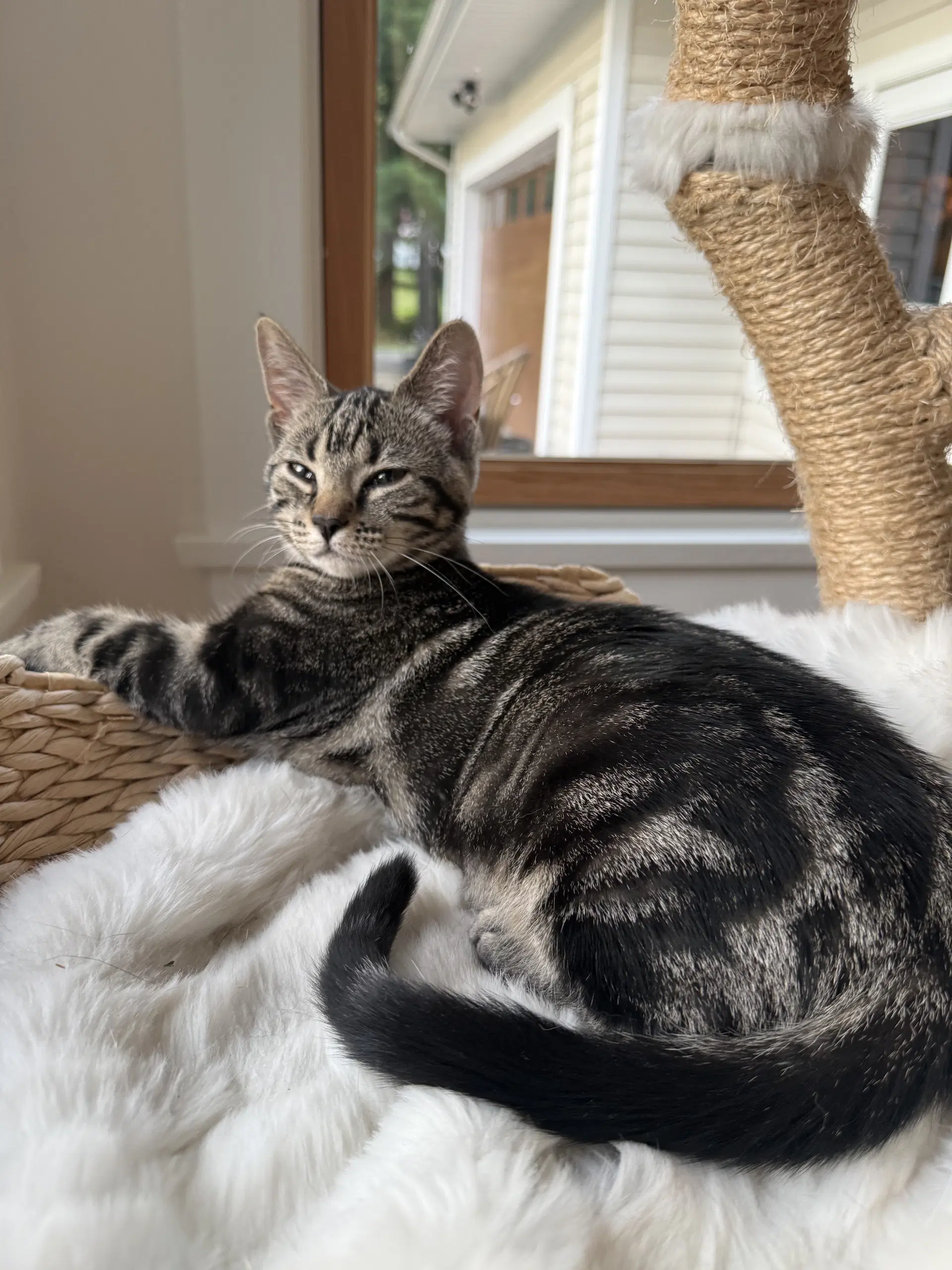 Nora - Tabby