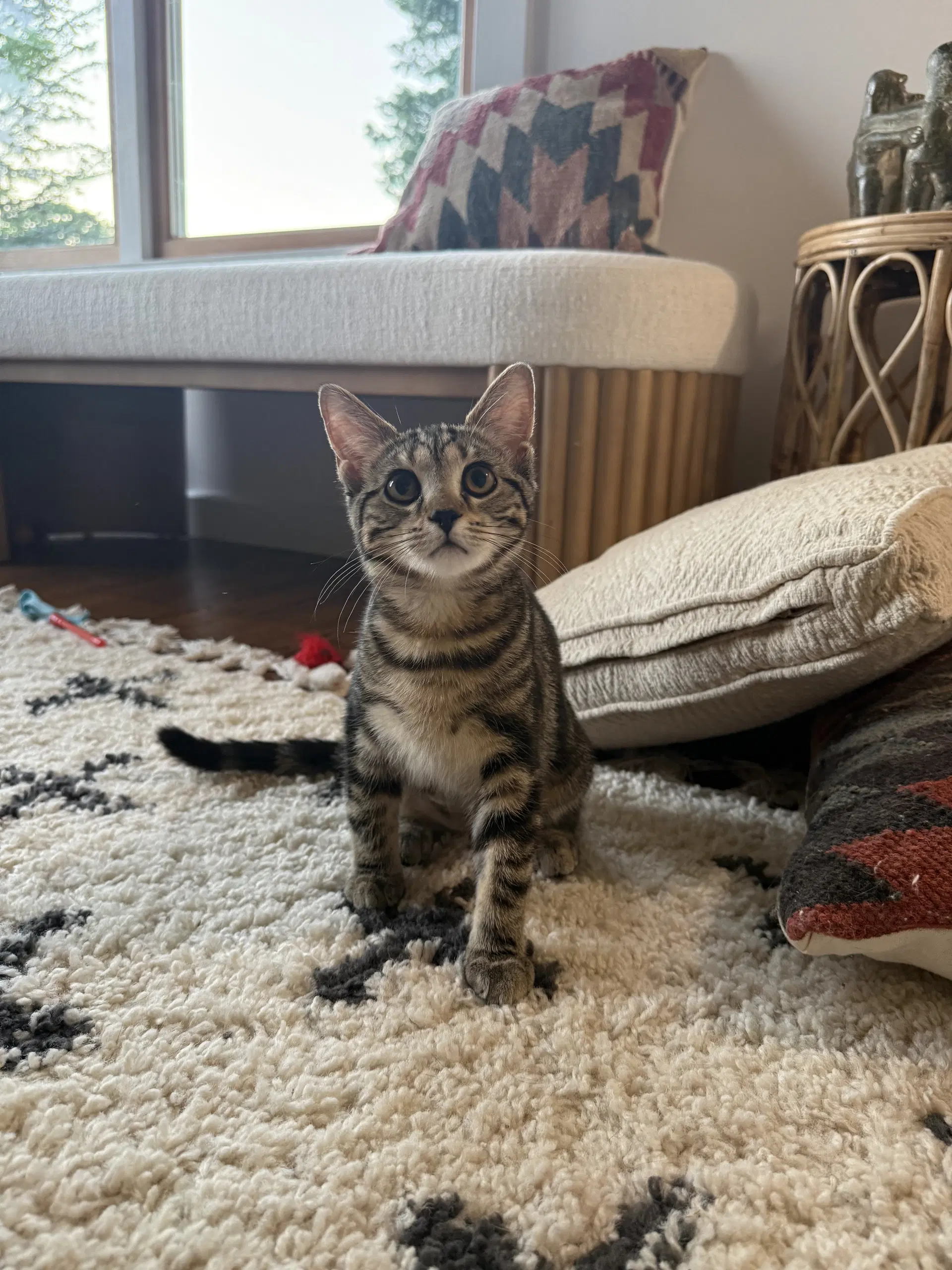 Nala - Tabby