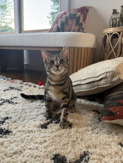 picture of the cat needing adoption