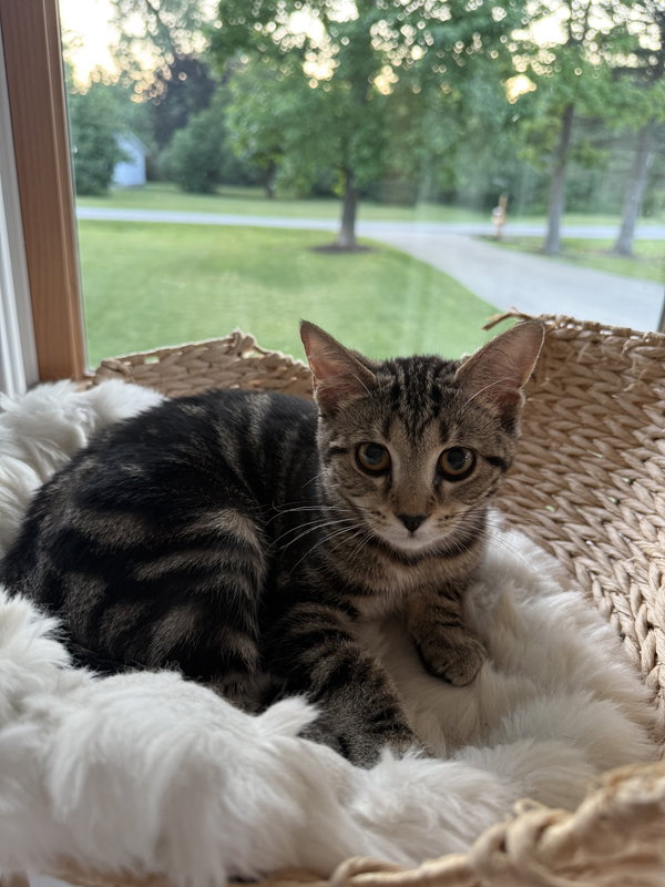 Nala