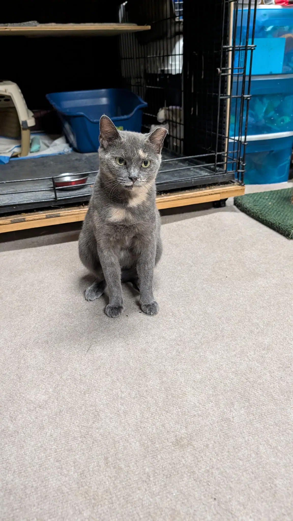 Gracie - Dilute Calico