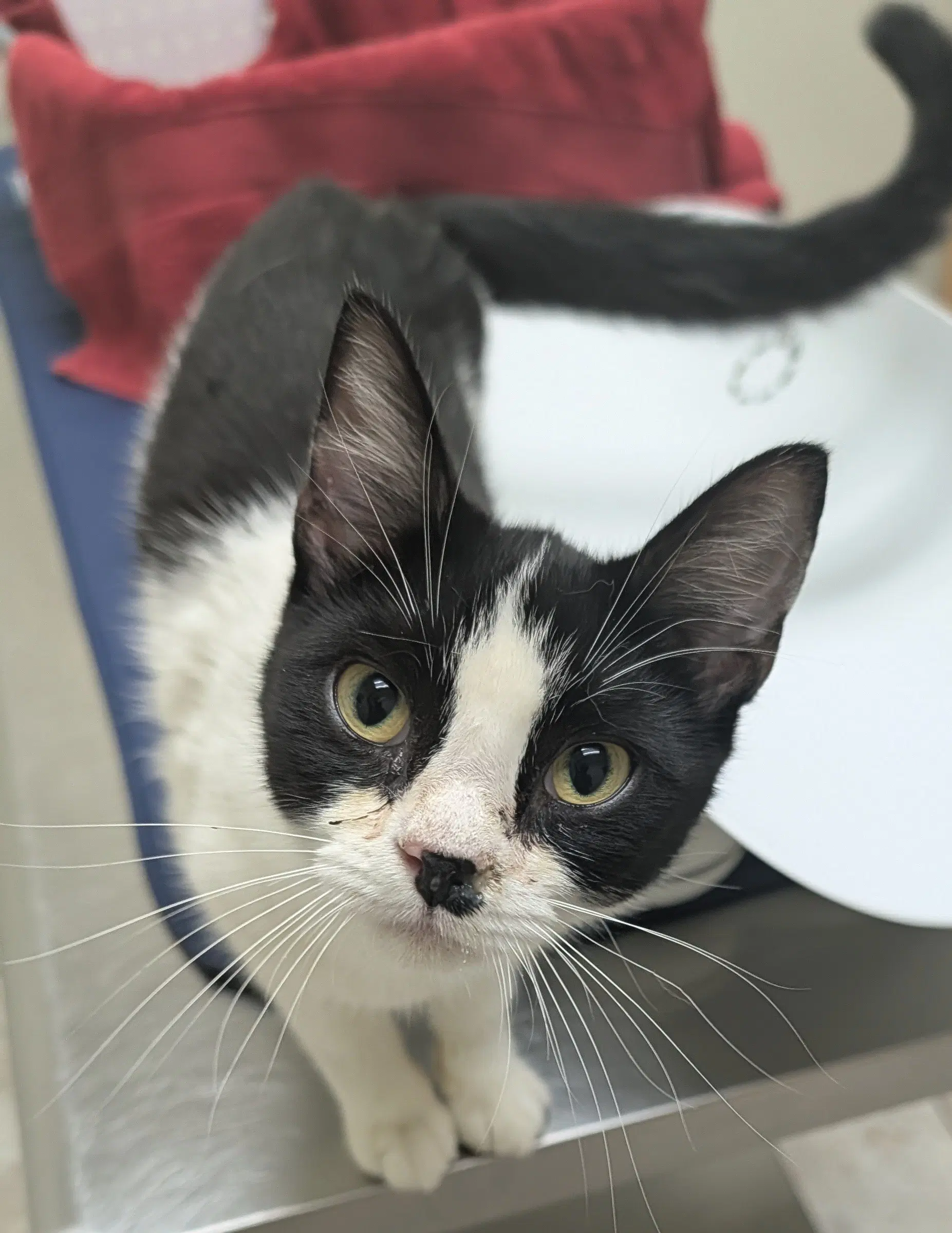 Sunnie - Tuxedo