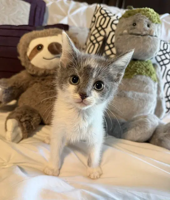 Screech - Tuxedo