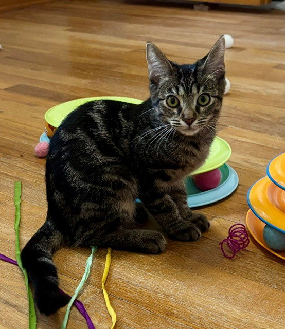 Pasha, Tabby