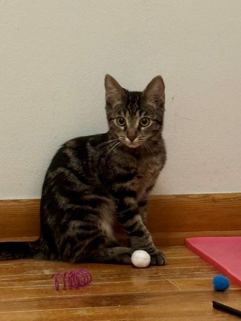 Pasha