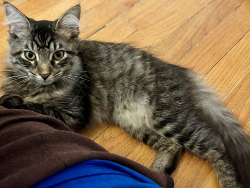 Paulina, a cat for adoption from House of Mews Rescue