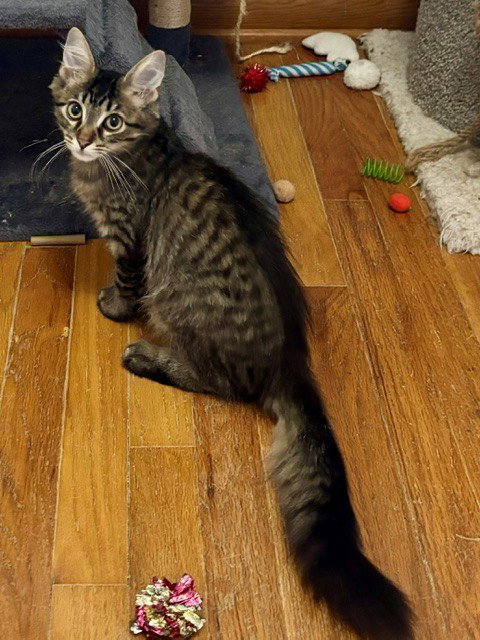 Patrick, a cat for adoption from House of Mews Rescue