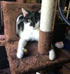 adoptable Cat in Phoenix, AZ named Batman