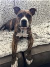 adoptable Dog in  named Harlow