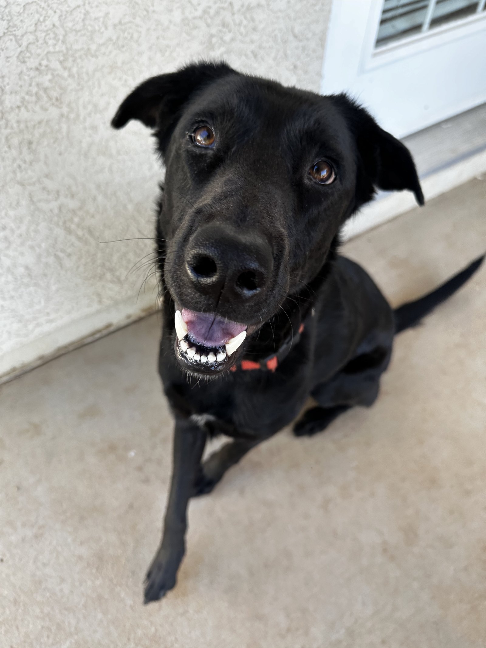 adoptable Dog in Phoenix, AZ named Jack