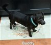 adoptable Dog in phoenix, AZ named Buddy
