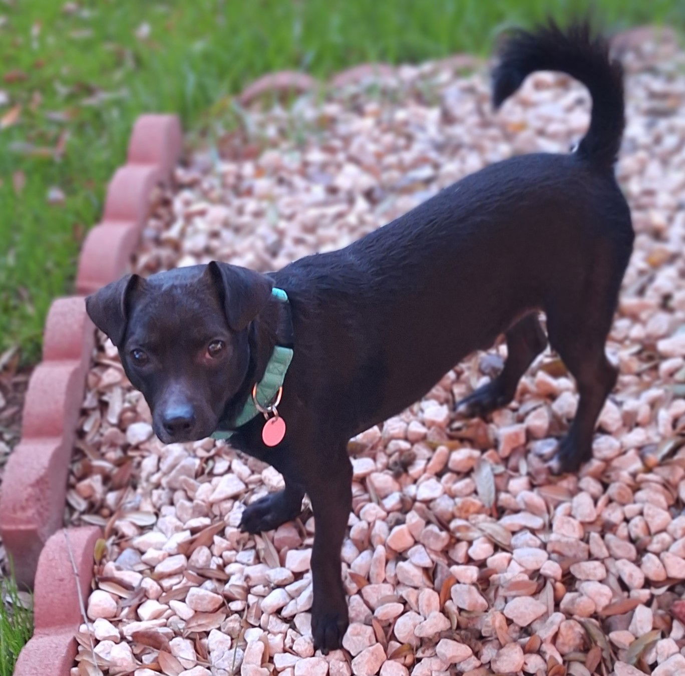 adoptable Dog in Phoenix, AZ named Buddy