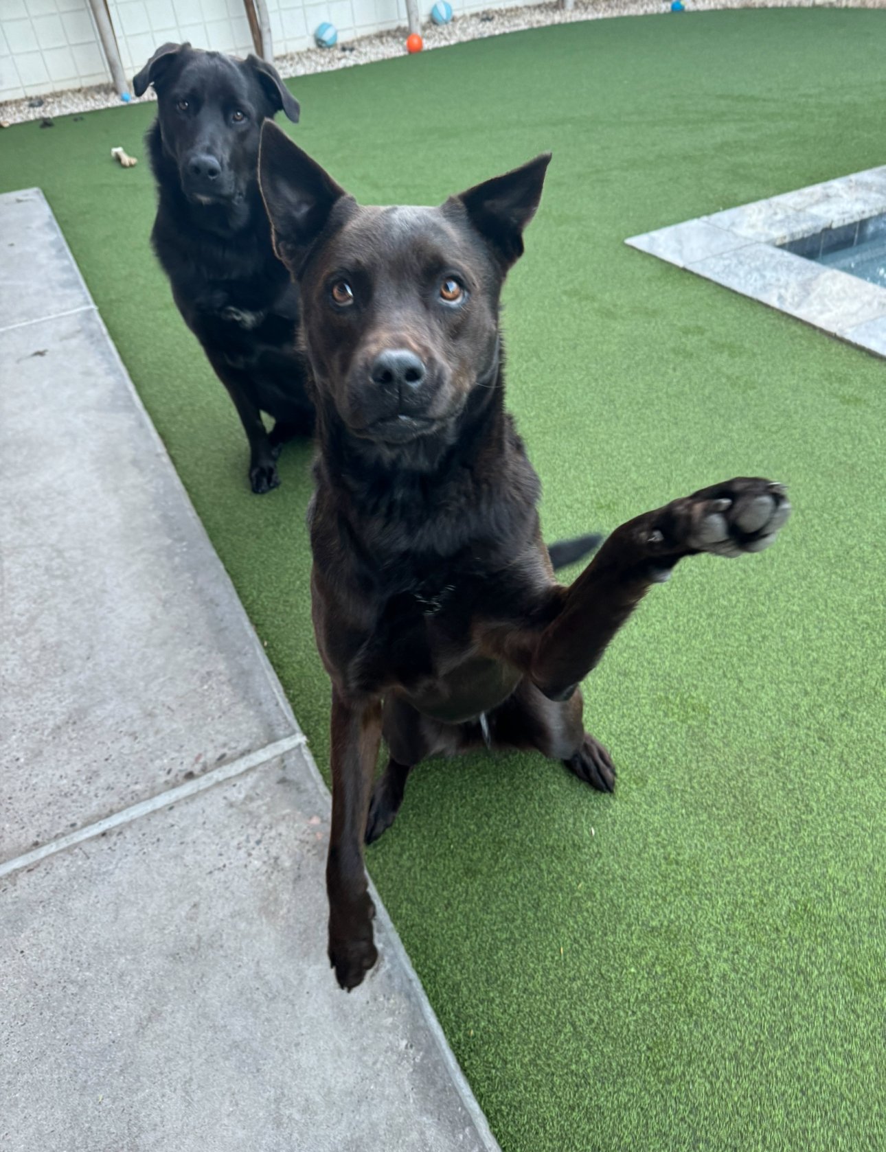 adoptable Dog in Phoenix, AZ named Leo and Molly