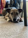 adoptable Dog in  named Archer