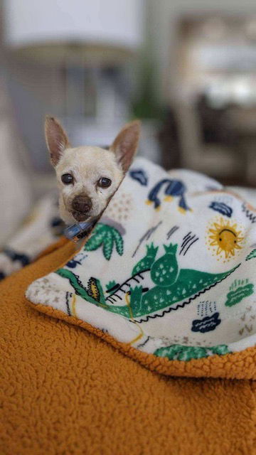 adoptable Dog in Phoenix, AZ named Tiny