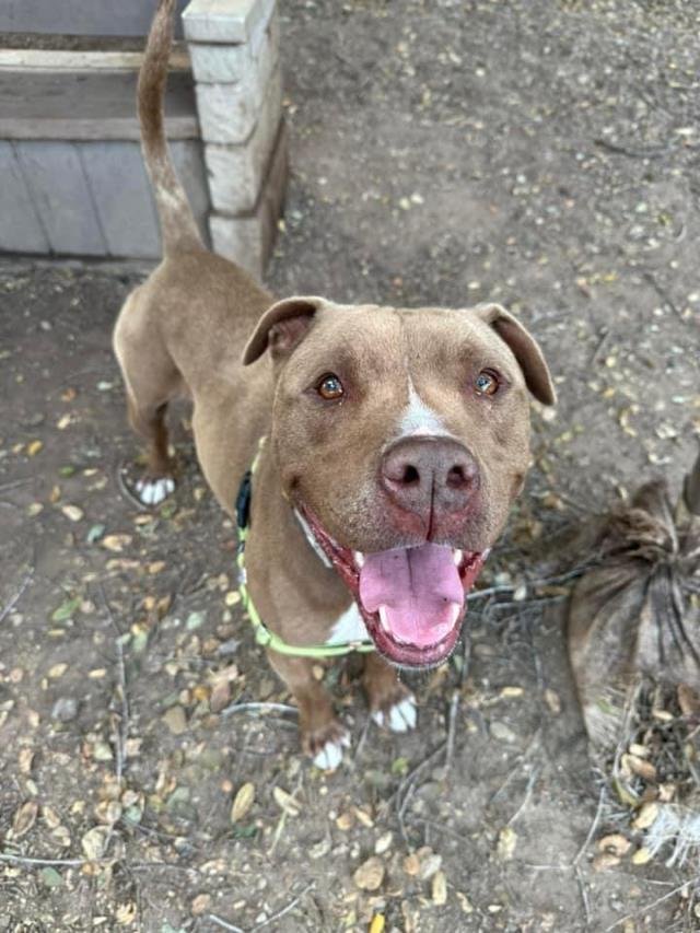 adoptable Dog in Santa Barbara, CA named BOSCO