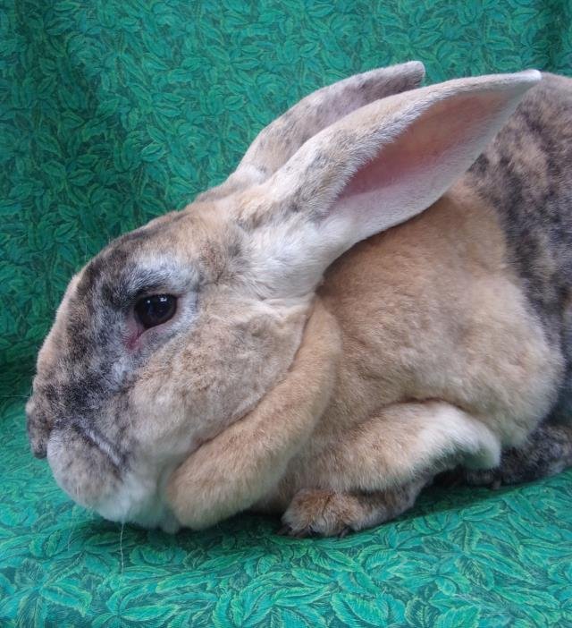 adoptable Rabbit in Santa Barbara, CA named BFG