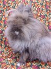 adoptable Rabbit in  named PANCHITA