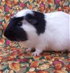 adoptable Guinea Pig in  named OLIVER