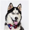 adoptable Dog in santa barbara, CA named BLUEY
