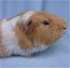 adoptable Guinea Pig in  named MR. TOFFEE