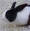 adoptable Rabbit in  named BRAD