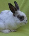 adoptable Rabbit in santa barbara, CA named BILL BAILEY
