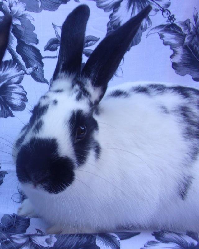 adoptable Rabbit in Santa Barbara, CA named ALICE