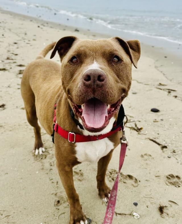 adoptable Dog in Santa Barbara, CA named BOSCO