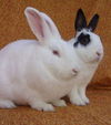 adoptable Rabbit in Santa Barbara, CA named ILSA