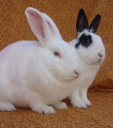 adoptable Rabbit in Santa Barbara, CA named THOR